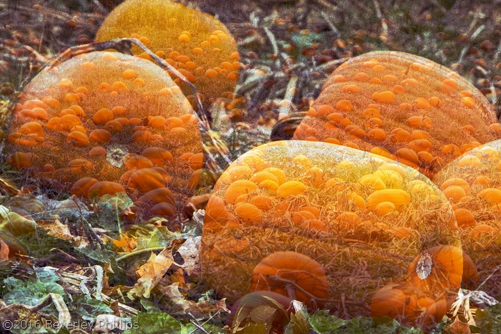 Pumpkin  (Multi-exposure)